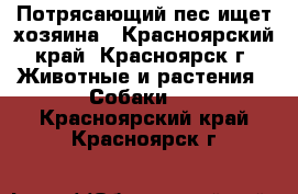 Потрясающий пес ищет хозяина - Красноярский край, Красноярск г. Животные и растения » Собаки   . Красноярский край,Красноярск г.